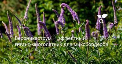 Иисус Христос - Вероникаструм — эффектный гигант-многолетник для миксбордеров - skuke.net