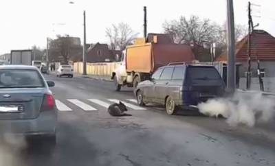 "Помогать никто не собирается?": в Харькове сбили овчарку, водители безжалостно проезжают мимо, видео - kharkov.politeka.net - Харьков