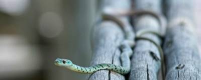 В Мьянме найден новый вид змей Myanophis из семейства Homalopsidae - runews24.ru - Бирма - Янгон