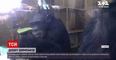 В харьковском экопарке показали детенышей шимпанзе: появилось видео - tsn.ua - Чита
