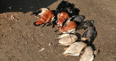В Херсонской области в заповеднике зафиксировали массовую гибель птиц: нашли 150 тушек - tsn.ua - Херсонская обл.
