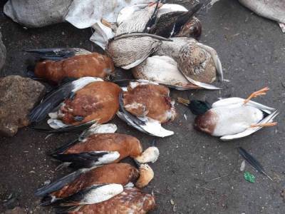 В заповеднике "Аскания-Нова" снова массово погибли птицы - gordonua.com - Херсонская обл. - Херсонская Область