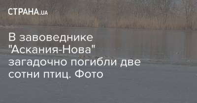 В заповеднике "Аскания-Нова" загадочно погибли две сотни птиц. Фото - strana.ua - Херсонская Область