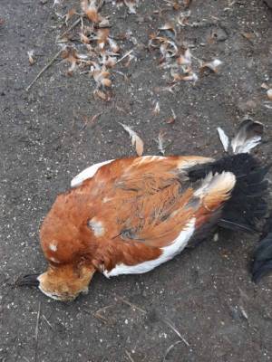 В Аскании-Новой – снова массовая гибель птиц - for-ua.com - Херсонская обл.