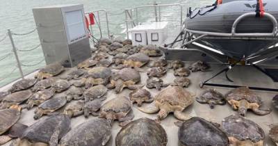 В Техасе снова отпустили в дикую природу сотни черепах, которых спасали от холода - tsn.ua - Техас