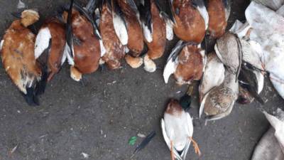 В заповеднике "Аскания Нова" – снова массовая гибель птиц: фото - 24tv.ua - Новости