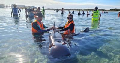 В Новой Зеландии волонтеры спасли 28 дельфинов, которые дважды за два дня выбросились на мель - hromadske.ua - Новая Зеландия