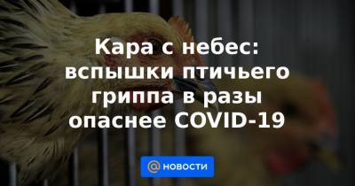Кара с небес: вспышки птичьего гриппа в разы опаснее COVID-19 - news.mail.ru