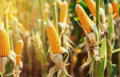 Канадские гибриды кукурузы укрепят присутствие на рынке Украины - agroportal.ua - США - Канада