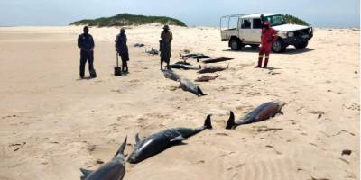 На побережье Мозамбика обнаружили более 100 мертвых дельфинов - nv.ua - Мозамбик