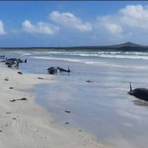 На побережье острова в Мозамбике нашли более сотни мертвых дельфинов - reporter-ua.com - Мозамбик