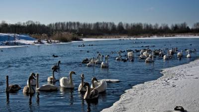 Около сотни лебедей живут рядом с людьми в Торопце Тверской области - afanasy.biz - Тверская обл.