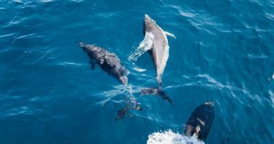 На побережье острова в Мозамбике фиксируют массовую гибель дельфинов - tsn.ua - Новая Зеландия - Мозамбик