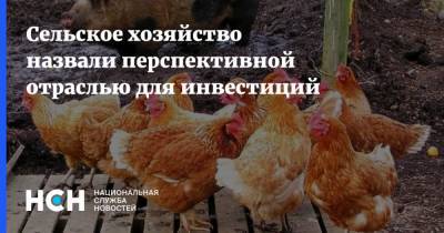 Леонид Холод - Сельское хозяйство назвали перспективной отраслью для инвестиций - nsn.fm