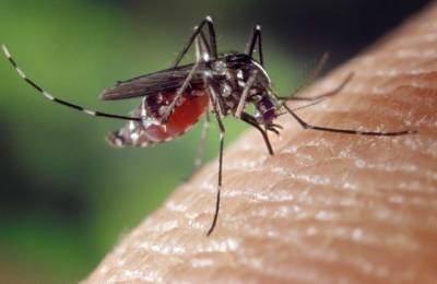 Ученые выяснили, каких людей чаще кусают комары - lenta.ua