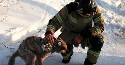 В ЯНАО спасатели нашли под завалами собаку спустя 2 дня после пожара - ren.tv - окр. Янао - Лабытнанги