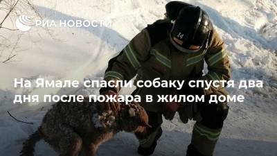 На Ямале спасли собаку спустя два дня после пожара в жилом доме - ria.ru - Ханты-Мансийск - окр. Янао - Лабытнанги