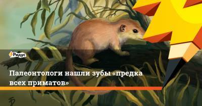 Палеонтологи нашли зубы «предка всех приматов» - ridus.ru - штат Монтана