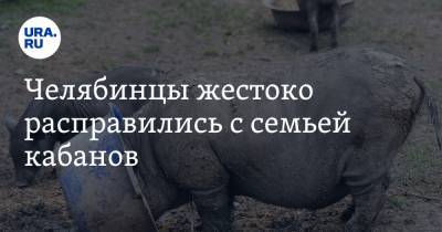 Челябинцы жестоко расправились с семьей кабанов. Видео - ura.news - Челябинская обл. - район Чебаркульский