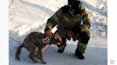 На Ямале спасатели вызволили собаку, которая провела два дня на морозе под завалами после пожара - newdaynews.ru - окр. Янао - Лабытнанги