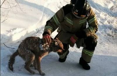 В России спасли собаку через два дня после пожара в жилом доме. Все это время она была под завалами - ont.by - окр. Янао - Лабытнанги