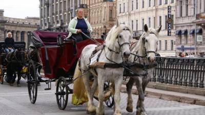 В Петербурге хотят определить места, где можно кататься на лошадях - piter.tv - Санкт-Петербург - Михайловск - Александровск