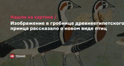 Нашли на картине. Изображение в гробнице древнеегипетского принца рассказало о новом виде птиц - nv.ua - Австралия - Египет