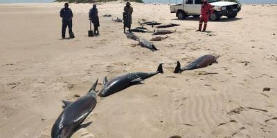 Длиннорылый дельфин/Stenella longirostris умирает в океане у Республики Мозамбик, причина смерти неизвестна - Фото - ТЕЛЕГРАФ - telegraf.com.ua - Мозамбик