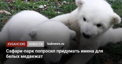 Сафари-парк попросил придумать имена для белых медвежат - kubnews.ru - Краснодарский край - Геленджик
