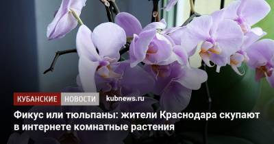 Фикус или тюльпаны: жители Краснодара скупают в интернете комнатные растения - kubnews.ru - Краснодарский край - Краснодар