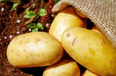 Агро - Украинский - Украинский картофель на рынке ЕС: какие условия - 24tv.ua