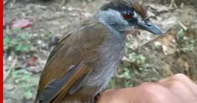 Индонезия - Найдена загадочная птица, единожды описанная племянником Наполеона 180 лет назад - profile.ru - Indonesia
