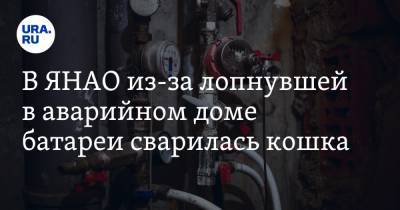 В ЯНАО из-за лопнувшей в аварийном доме батареи сварилась кошка - ura.news - Салехард - окр. Янао