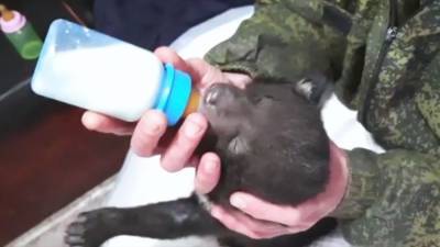 Зоозащитники выхаживают брошенного медвежонка в Приморье. - riafan.ru - Приморье край
