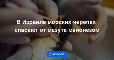 В Израиле морских черепах спасают от мазута майонезом - news.mail.ru