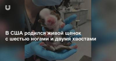 В США родился живой щенок с шестью ногами и двумя хвостами - news.tut.by - Англия