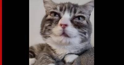 Эмма Стоун - Сеть удивила кошачья версия Эммы Стоун с огромными глазами: видео - profile.ru - Канада - штат Айдахо