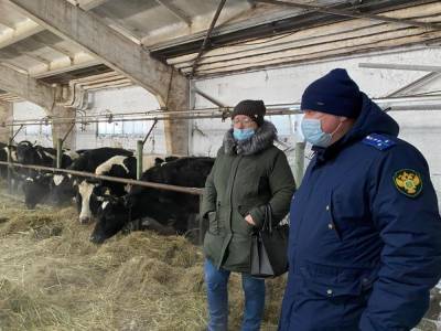 Прокуратура начала проверку фермы в Лесном, где живут истощенные коровы - znak.com - респ. Алтай - Свердловская обл.