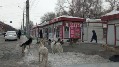 В Самаре стая собак держит в страхе жителей целого района - vesti.ru - Самара
