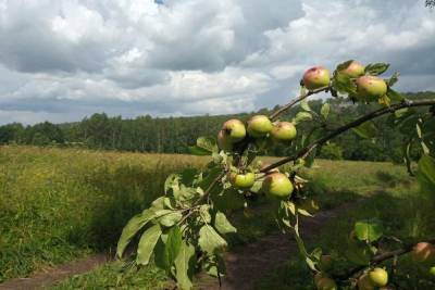 Агроном перечислил 7 ошибок при обрезке плодовых - tula.mk.ru