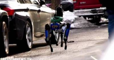 Искал в доме грабителей: в Нью-Йорке робопес от Boston Dynamics помогал копам раскрыть преступление (видео) - tsn.ua - Нью-Йорк - Нью-Йорк - Boston