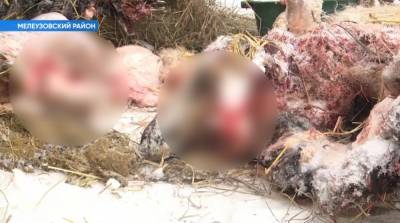 В Башкирии волки средь бела дня задрали баранов - bash.news - Башкирия