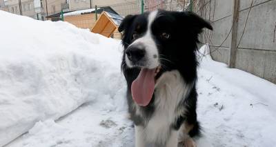 Четвероногий сыщик Акай: лучший пес-спасатель РФ служит в Калининграде - lv.sputniknews.ru - Россия - Калининград - Латвия