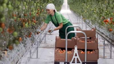Андрей Рюмшин - Минсельхоз планирует тотальный прирост сельхозпродукции - crimea.ria.ru - Крым - Симферополь