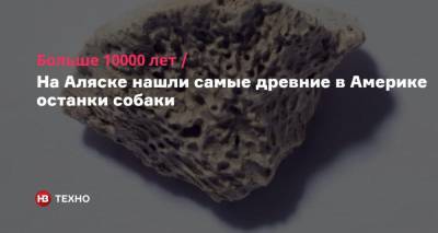 Больше 10000 лет. На Аляске нашли самые древние в Америке останки собаки - nv.ua - шт.Аляска