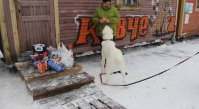 Землю собачьего приюта "Ковчег" хотят отобрать чиновники - progorod76.ru - Ярославская обл.
