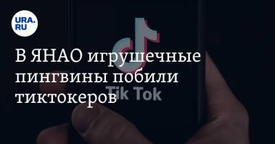 В ЯНАО игрушечные пингвины побили тиктокеров. Видео - ura.news - окр. Янао