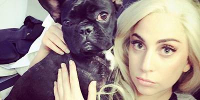 Леди Гага - Полмиллиона долларов за собак. Вооруженный грабитель похитил бульдогов Леди Гаги — видео - nv.ua - Лос-Анджелес