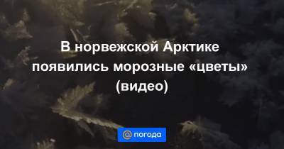 Анна Лысенко - В норвежской Арктике появились морозные «цветы» (видео) - news.mail.ru - Норвегия - штат Луизиана - шт. Мичиган