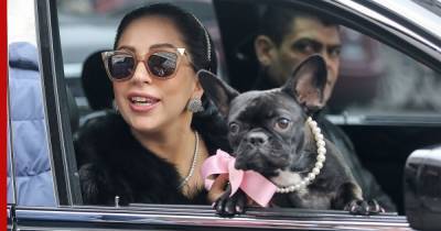 Леди Гага - СМИ: ФБР участвует в расследовании похищения собак Леди Гаги - profile.ru